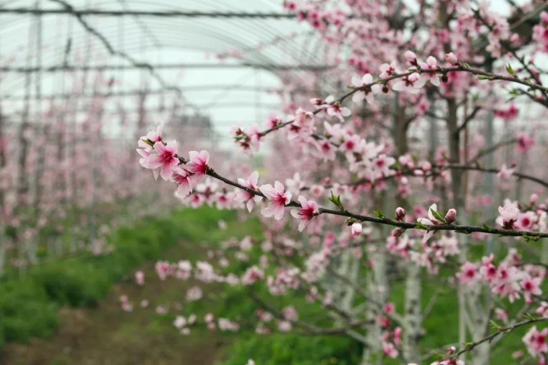 暖春花开地新探，自然之美与文化的魅力