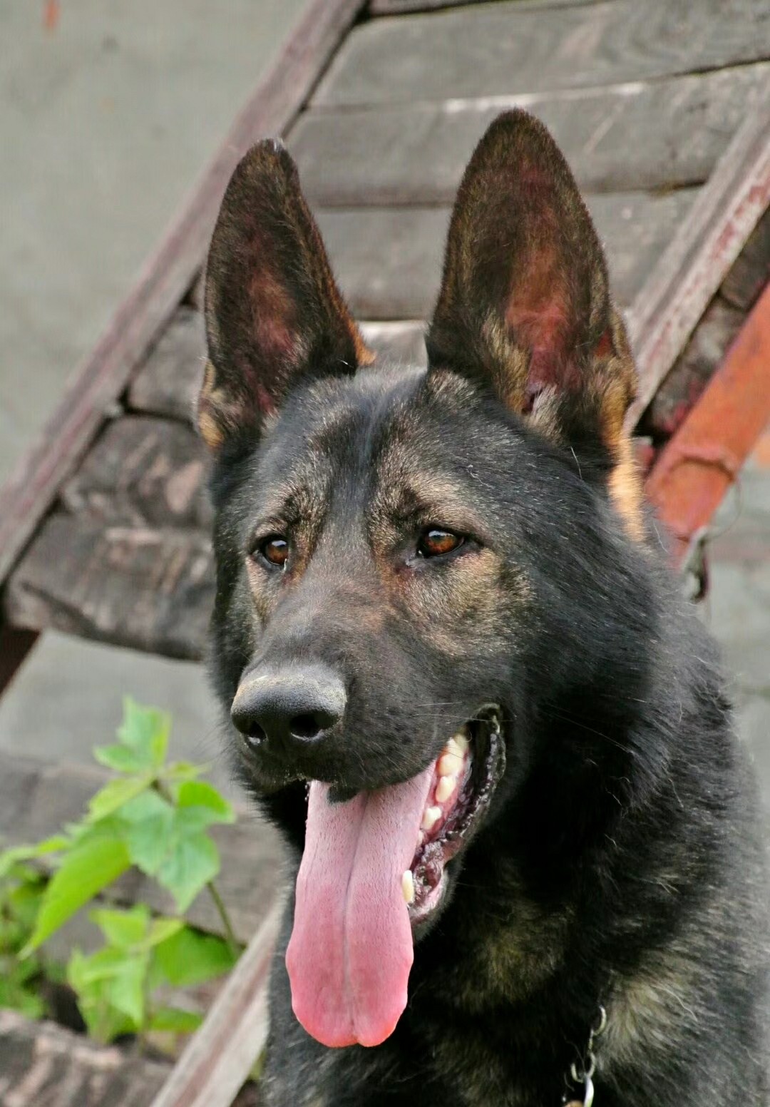 优质宠物体验，最新已训练科目犬出售