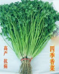 安丘香菜最新价格走势分析