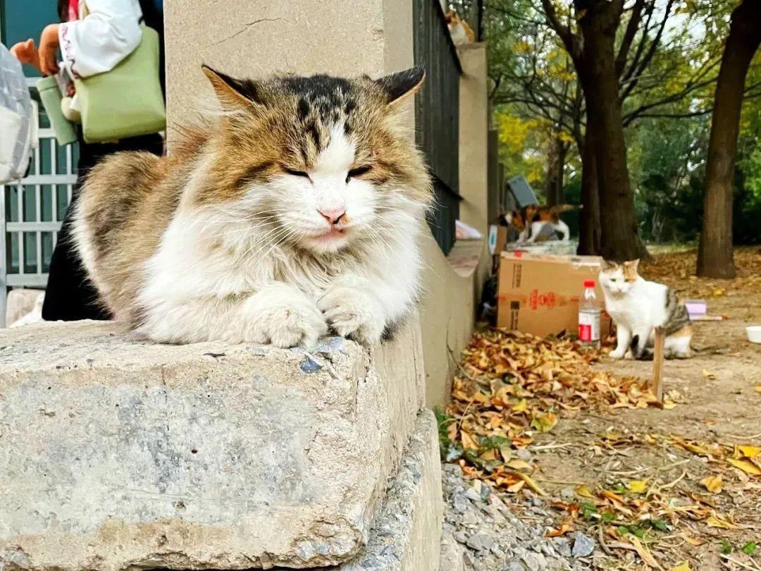 天猫网站，一站式购物体验的新时代门户下载