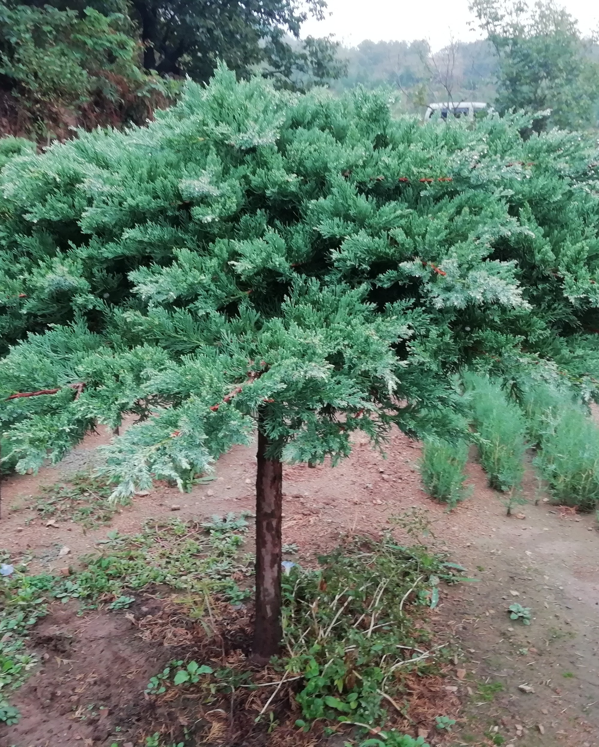 地龙价格分析，最新市场行情解读（2017年）